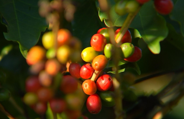 Cafezais sentem efeito do clima e grãos crescem menos do que o esperado