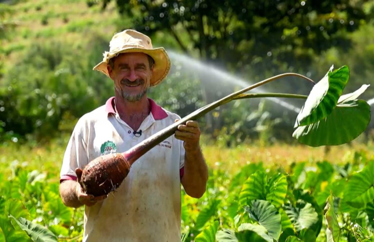 Responsável por mais de 40% da produção de inhame do país, ES antecipa a colheita por causa do calor