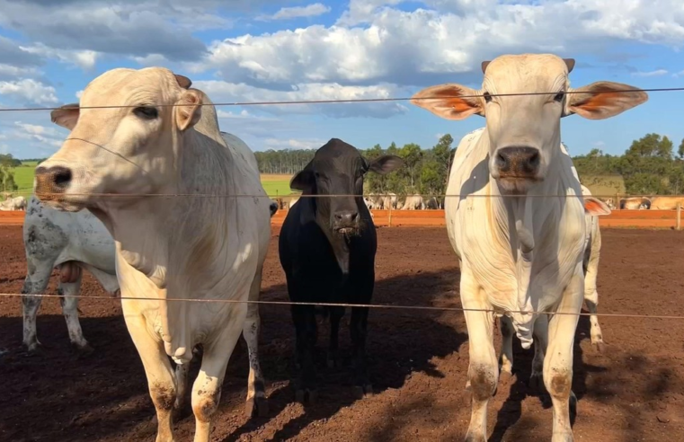 Criadores investem em confinamento para acelerar engorda da boiada