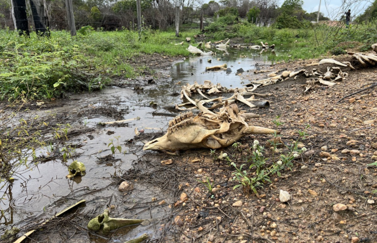 Infestação de lagartas destrói pastos e propriedades rurais viram 'cemitérios' de bois que morrem de fome em Roraima