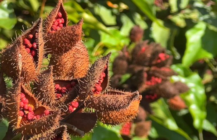 É época de colheita de urucum