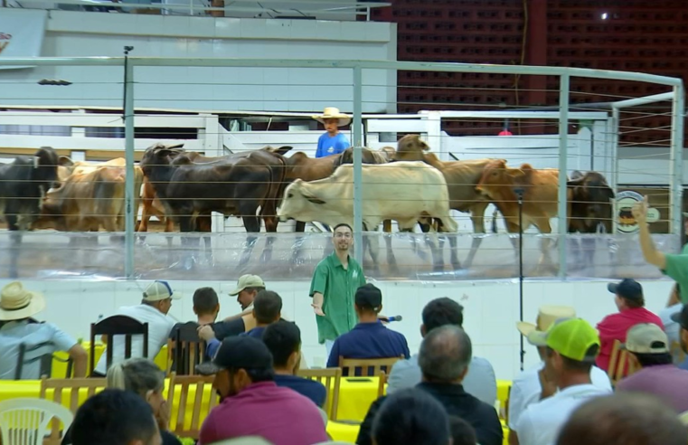 Pecuaristas continuam fiéis aos leilões tradicionais de gado