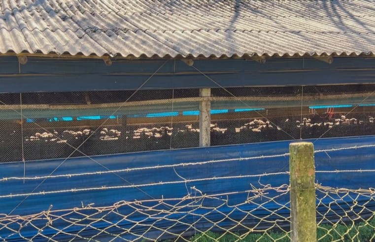Ministério da Agricultura declara emergência zoossanitária no RS após caso da doença de Newcastle em aviário