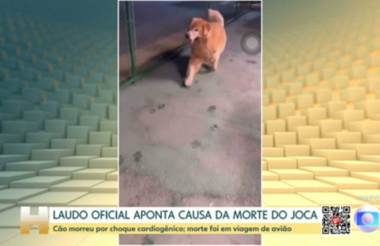 Governo cria comissão que vai elaborar regras para transporte aéreo de animais