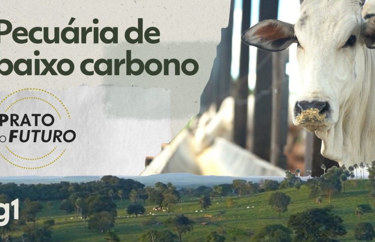 O que faz o boi soltar menos gases que levam ao efeito estufa? Conheça as técnicas usadas em Mato Grosso