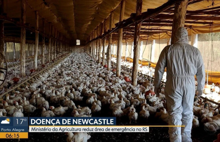 Doença de Newcastle: área de emergência zoossanitária é reduzida a cinco municípios do RS