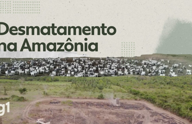 Como a Amazônia se tornou berço do maior rebanho de bois no Brasil