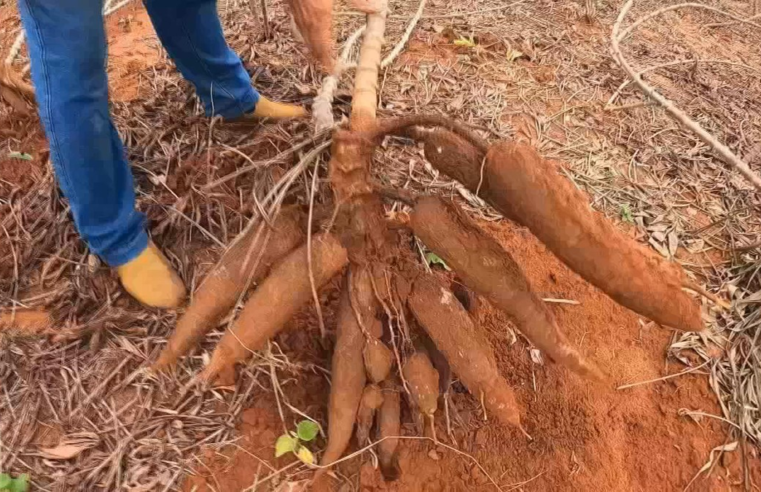 Calor e estiagem atrapalham produção de mandioca