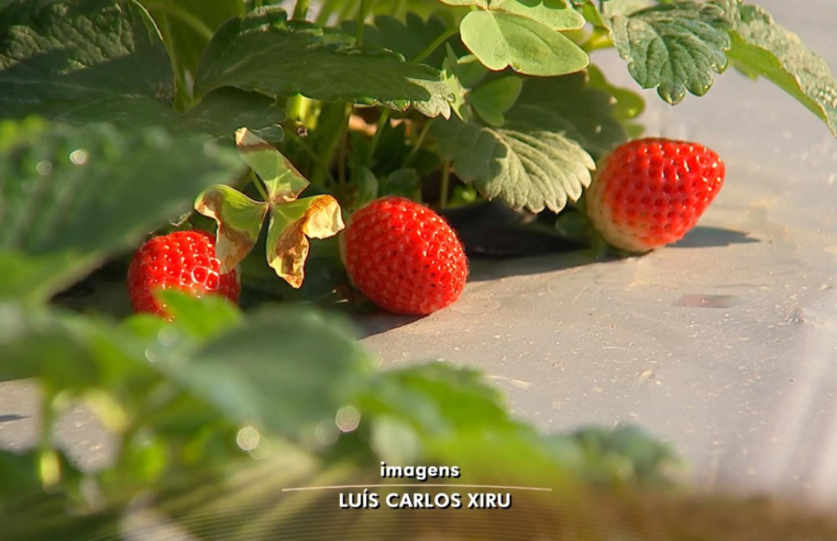 Produtores de Jarinu colhem safra do morango