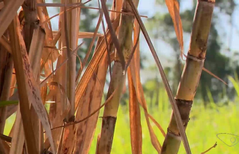 Indústria de beneficiamento de cana-de-açúcar arrenda matéria-prima para garantir produção o ano inteiro no ES