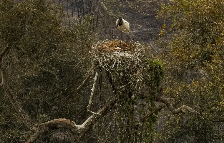 Inova Pantanal e Inova Cerrado têm inscrições prorrogadas