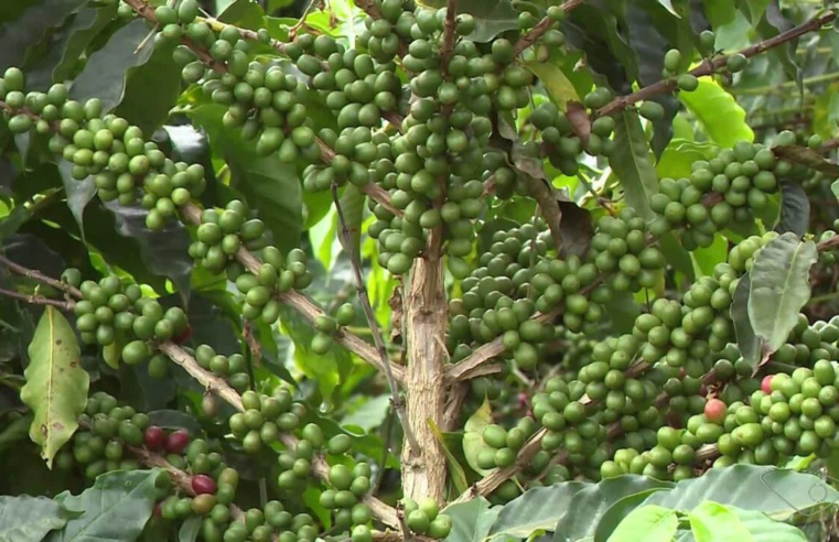 Seca derruba pela metade a produção de pimenta-do-reino e colheita de café está comprometida no ES