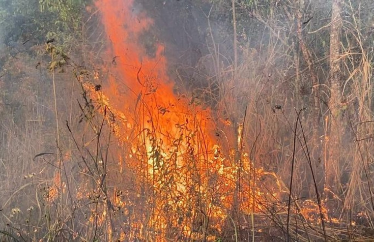 Prejuízo do fogo nas lavouras de cana-de-açúcar de SP sobe para R$ 800 milhões