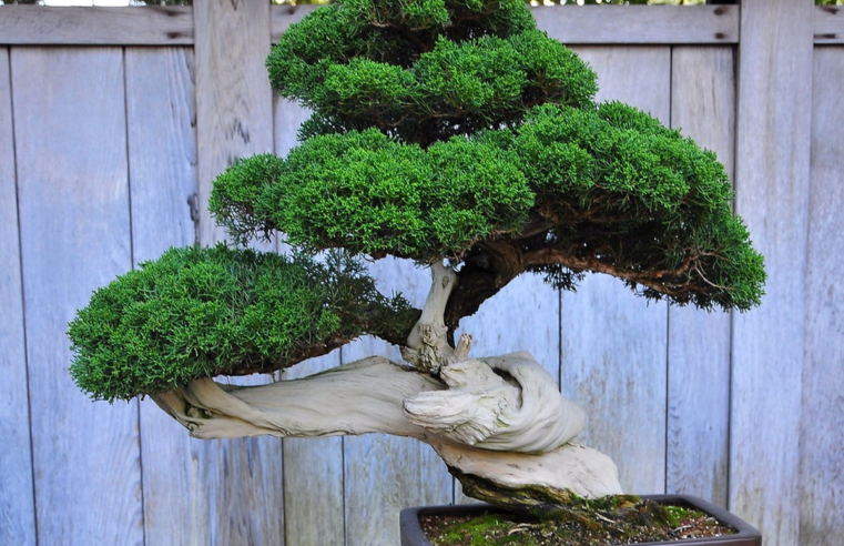 Bonsai: veja como cultivar mini-árvores em casa