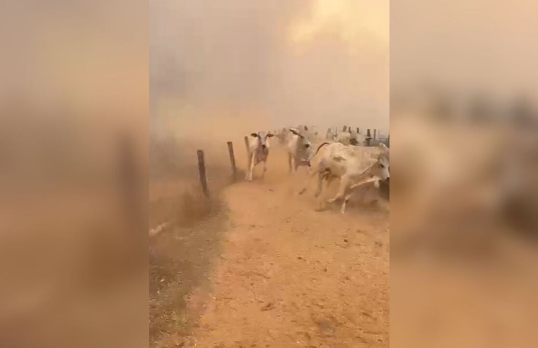 Vídeo mostra gado fugindo do fogo em fazenda atingida por incêndio em Goiás