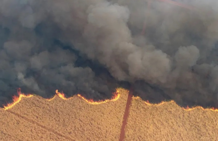 Incêndio agrava perdas na cana-de-açúcar em SP, que sofre com seca desde abril: 'Queimar cana é queimar dinheiro', diz presidente de associação