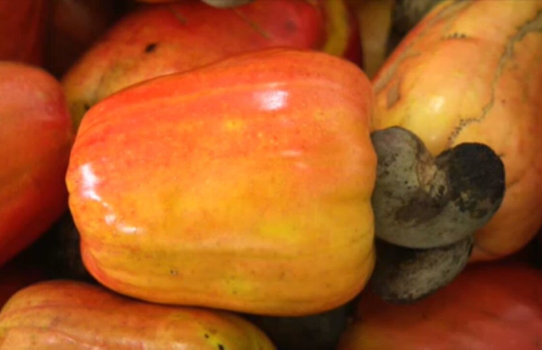 Caju não é fruta e a famosa castanha é, na verdade, uma amêndoa