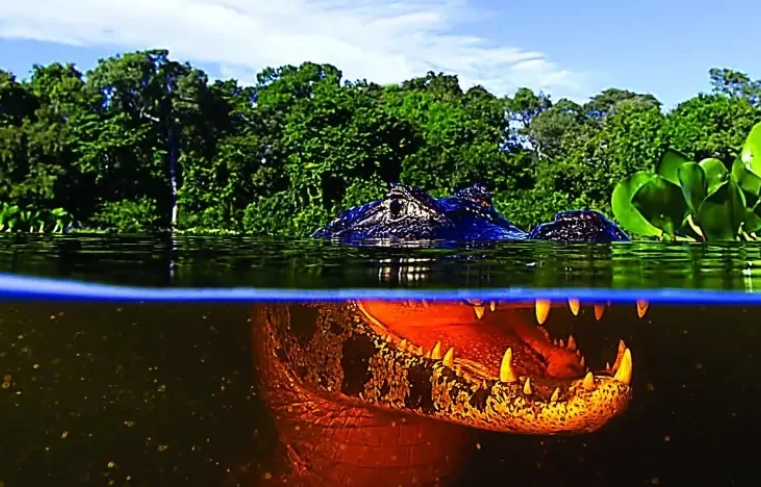 Sebrae/MT vai expor as potencialidades turísticas dos biomas do Estado durante a Visit Brasil Gallery, nos EUA