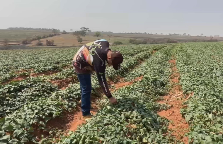 Arrendar é saída para quem quer produzir sem ser dono de terra