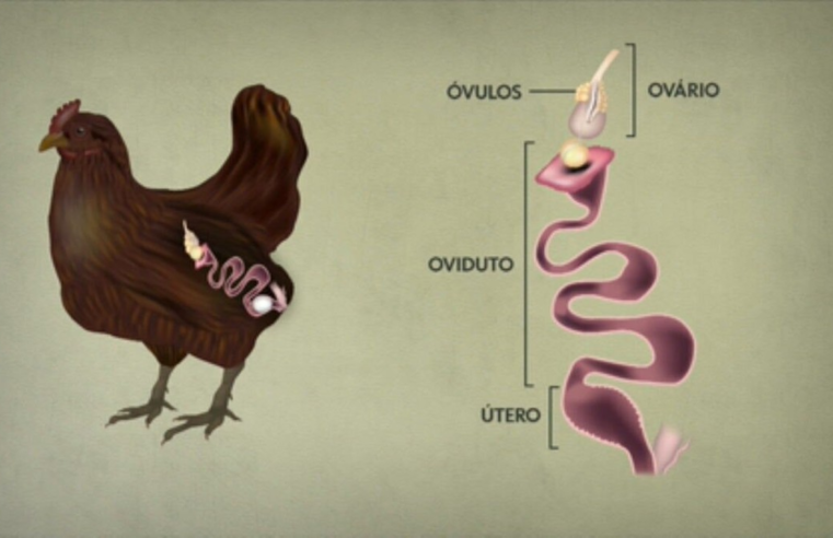 Ovo com duas gemas e duas claras: como isso acontece? Pode ser consumido normalmente?