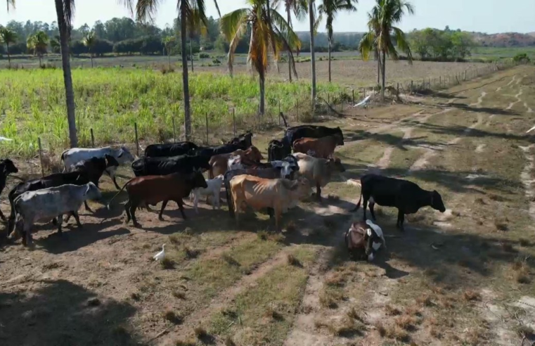 Seca e queimadas destroem pastagens e leite e derivados ficam mais caros para os consumidores