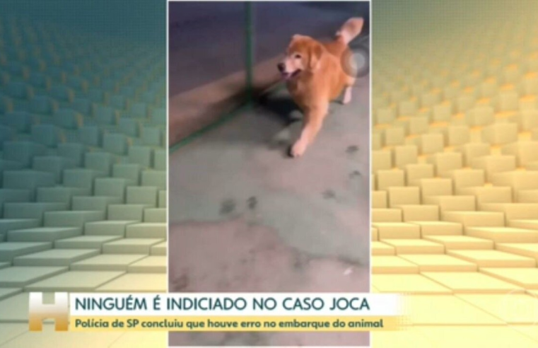 Governo apresenta nesta quarta diretrizes para transporte de pets em aviões