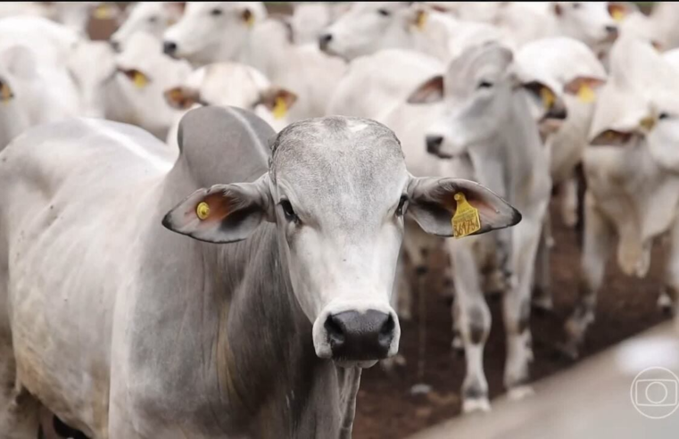 Entenda por que exportações de carne de frango e de ovos chegam a dobrar em outubro