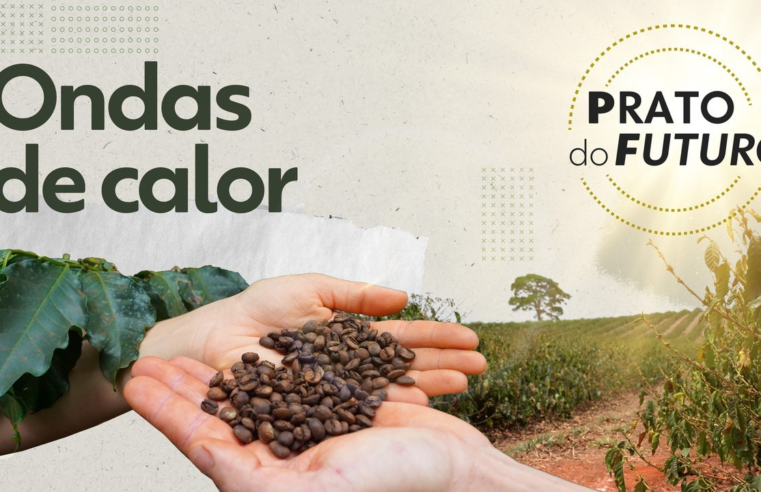 Vai ter café para todo mundo? Entenda como calor extremo eleva preço e baixa quantidade e qualidade do grão