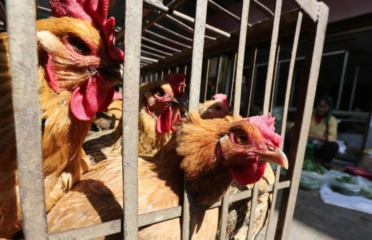 Após China, União Europeia e Argentina suspendem compra de frango do Brasil