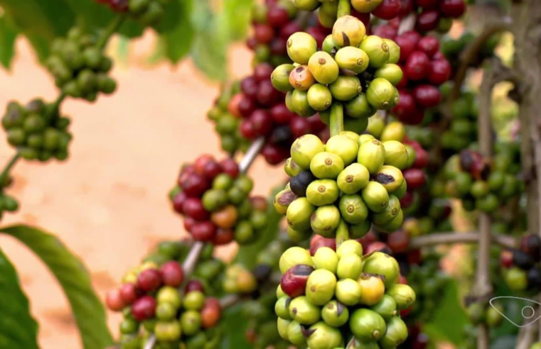 Café conilon: preço em alta e safra recorde animam produtores para início da colheita