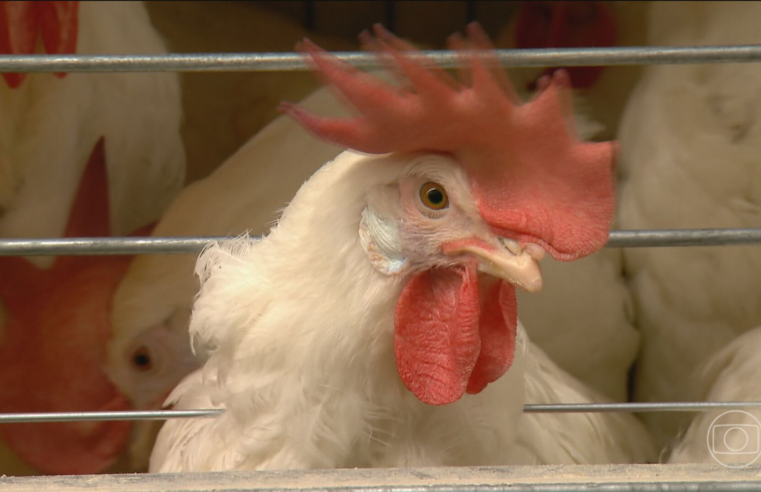 Veja os países com embargos à carne de frango do Brasil após gripe aviária