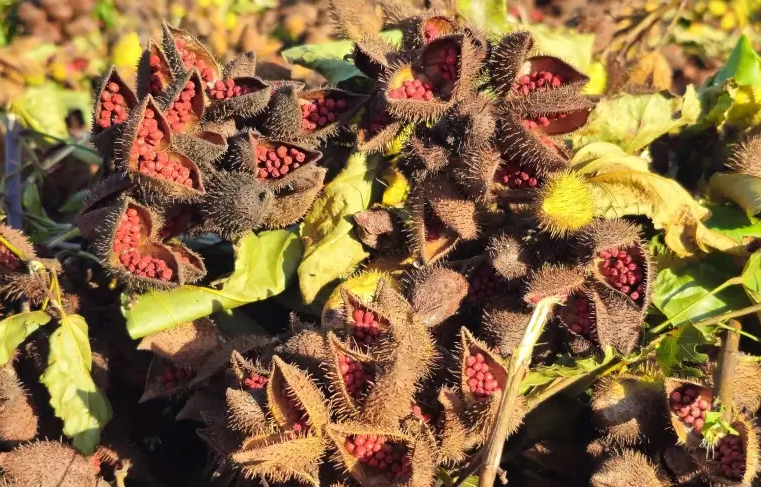 Urucum de Paranacity conquista a primeira Indicação Geográfica do Brasil para o fruto